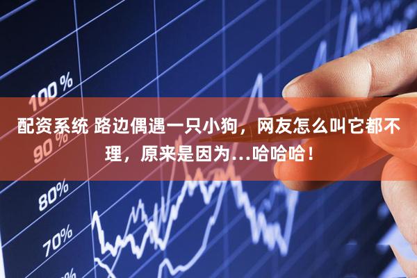 配资系统 路边偶遇一只小狗，网友怎么叫它都不理，原来是因为…哈哈哈！