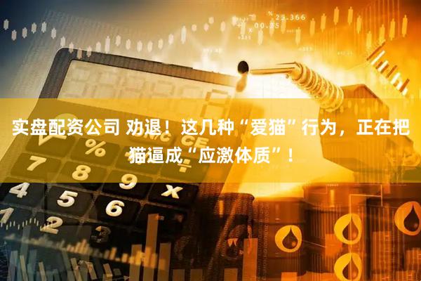 实盘配资公司 劝退！这几种“爱猫”行为，正在把猫逼成“应激体质”！